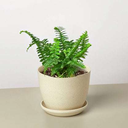 Boston Fern