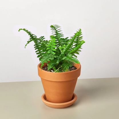 Boston Fern