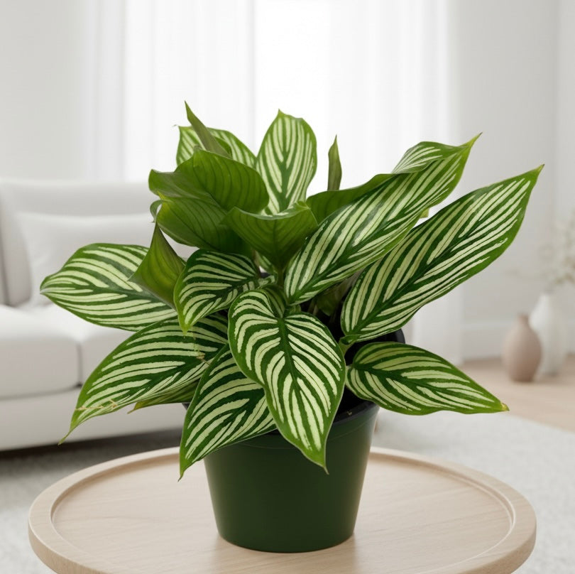 Calathea 'Vittata'