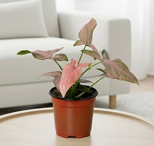 Syngonium 'Pink Splash' - 4" Pot