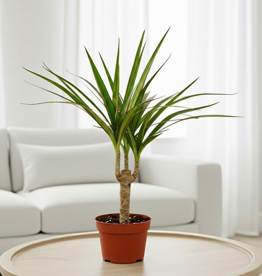 Dracaena Marginata Cane