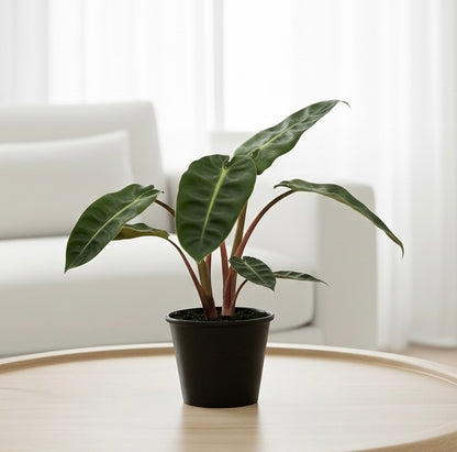 Philodendron 'Billietiae'