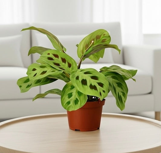 Maranta 'Leuconeura'