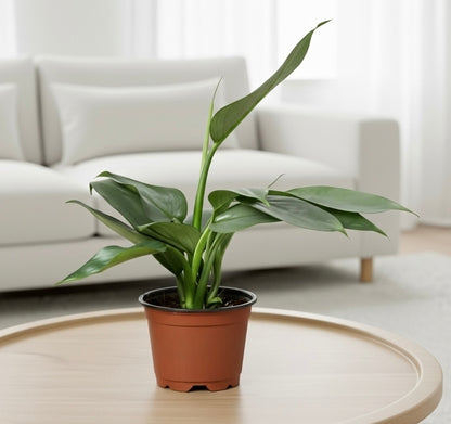 Philodendron 'Silver Sword'