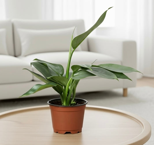 Philodendron 'Silver Sword'