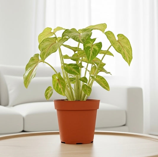 Syngonium Gold -  4" Pot