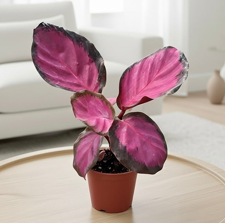 Calathea 'Purple Rose'