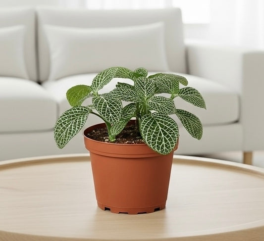 Fittonia 'White Nerve Plant'
