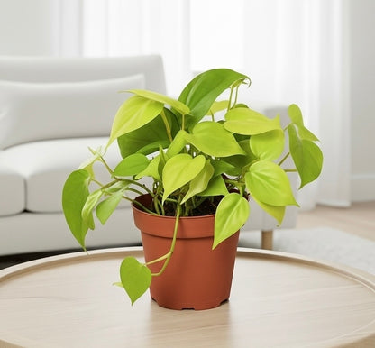 neon philodendron scientific name The Snobby Leaf | Philodendron 'Neon' - 4 inch Pot