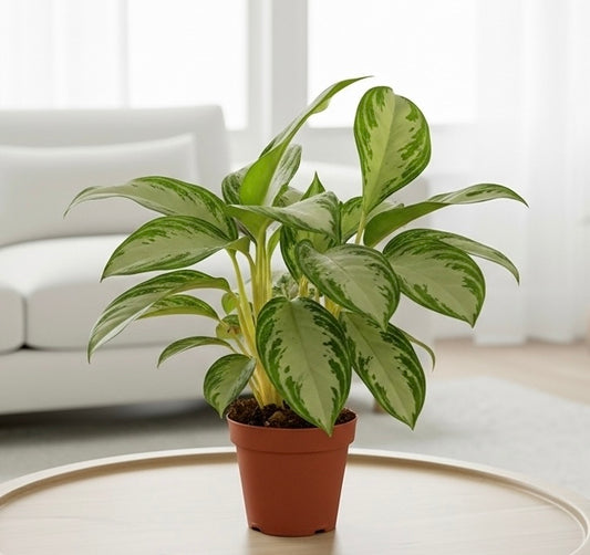 Chinese Evergreen 'Silver Bay'