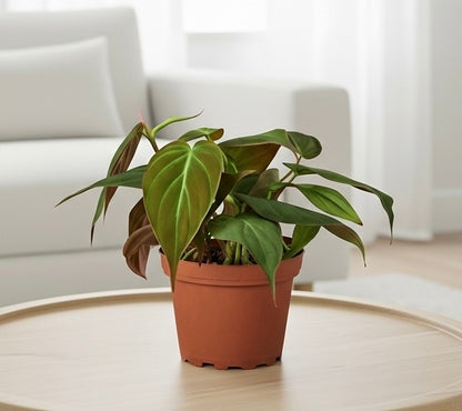 Philodendron 'Velvet'