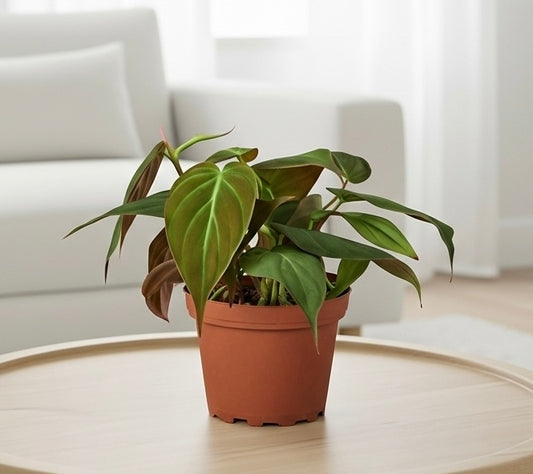 Philodendron 'Velvet'