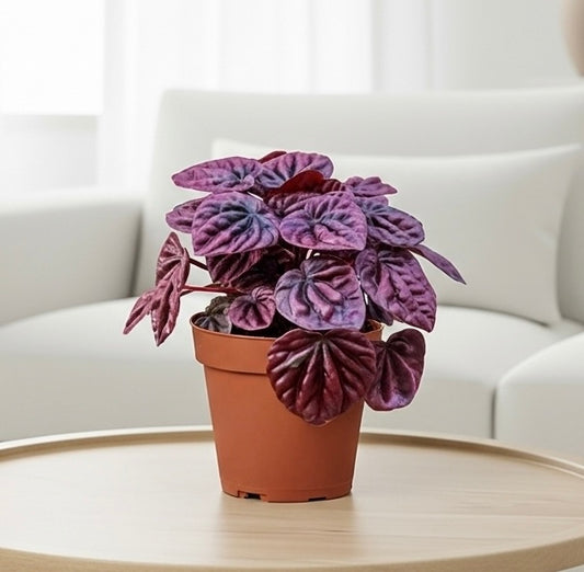 Peperomia 'Ripple Red'