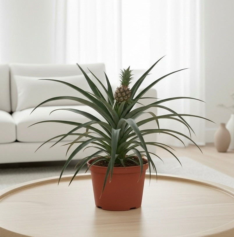 Bromeliad 'Yellow Pineapple' - 6" Pot