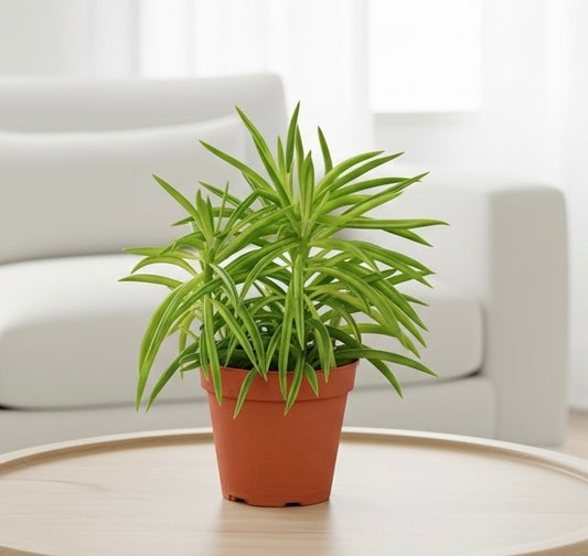 Peperomia 'Green Bean'