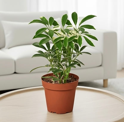 Schefflera Moonlight 'Umbrella Plant'