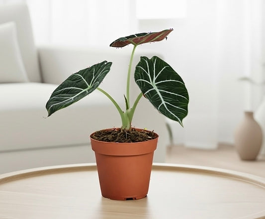 Alocasia Reginula 'Black Velvet'