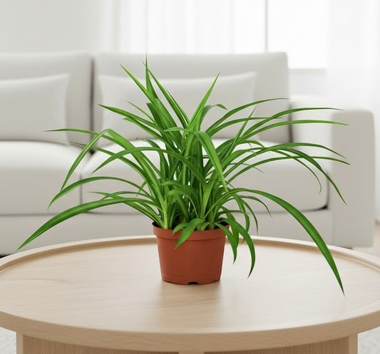 Spider Plant 'Green'