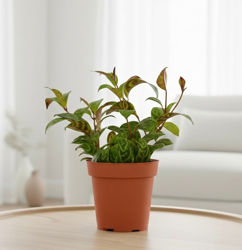 Lipstick Black Pagoda