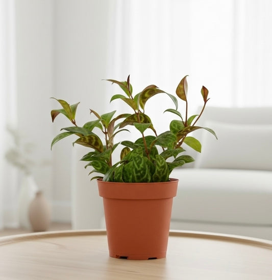 Lipstick Black Pagoda