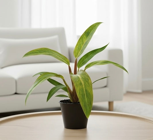 Philodendron 'Orange Marmalade'