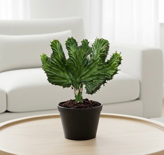 Succulent Euphorbia Lactea Mermaid Tail