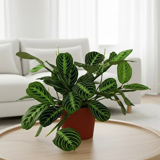 Maranta 'Lemon Lime'