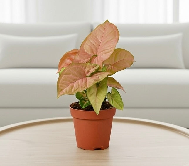 Syngonium Strawberry