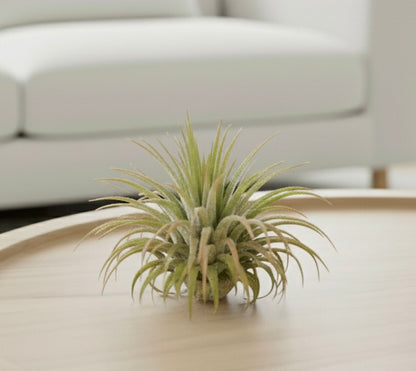 Tillandsia Air Plant Ionantha Guatemala