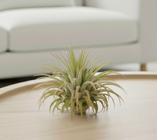 Tillandsia Air Plant Ionantha Guatemala