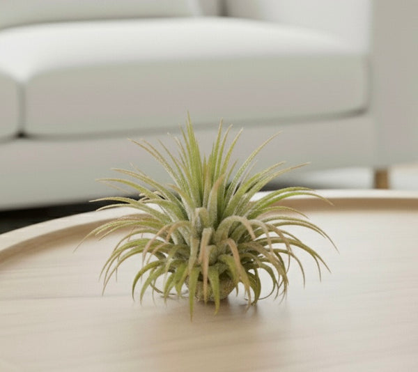 Air Plant