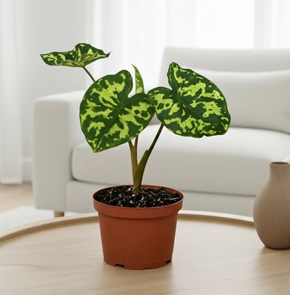 Alocasia 'Hilo Beauty'