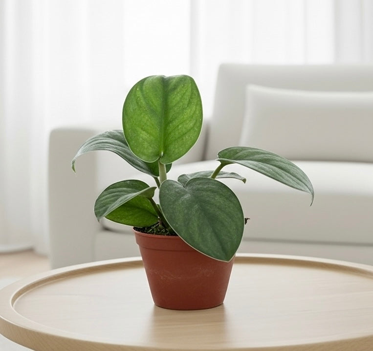 Pothos Jade Satin