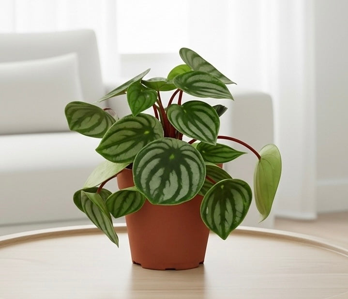 Peperomia Watermelon