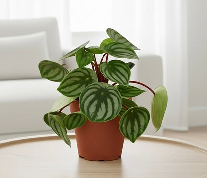 Peperomia Watermelon