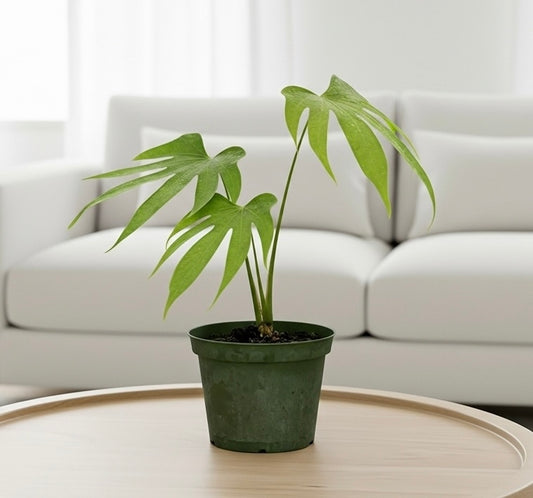 Anthurium Fingers