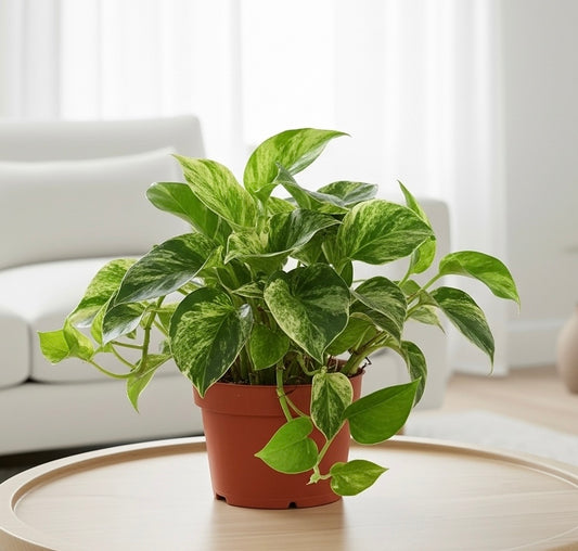 Pothos 'Marble Queen'