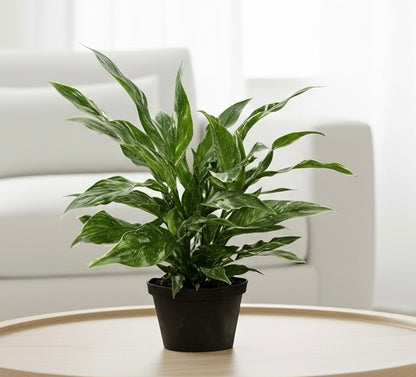 Peace Lily 'Domino'
