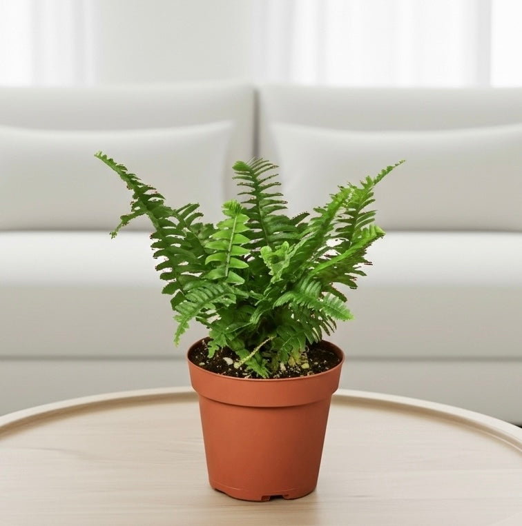 Boston Fern