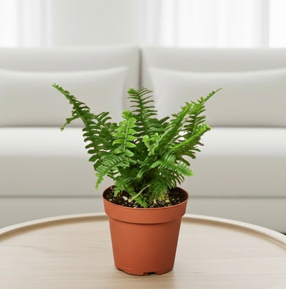 Boston Fern