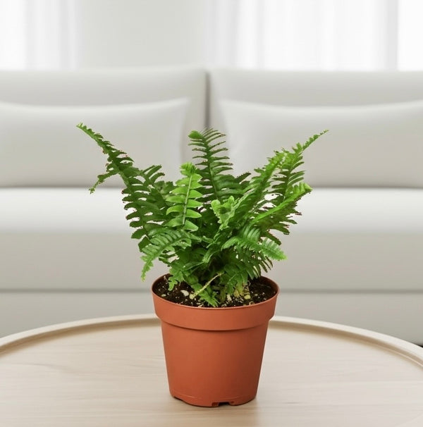 Boston Fern