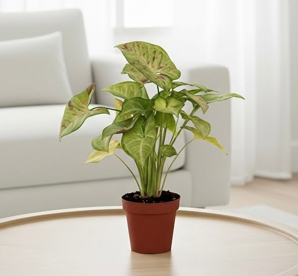 Syngonium 'Confetti'