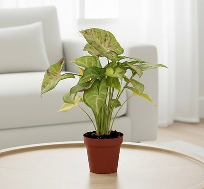 Syngonium 'Confetti'