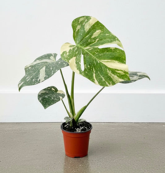 Monstera 'Thai Constellation'