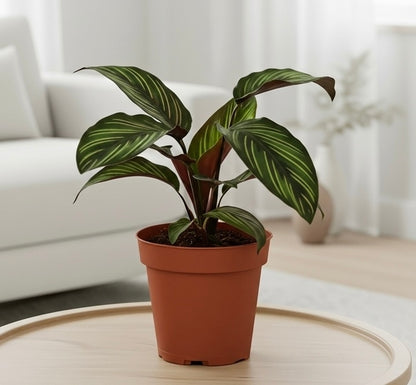 Calathea 'Beauty Star'