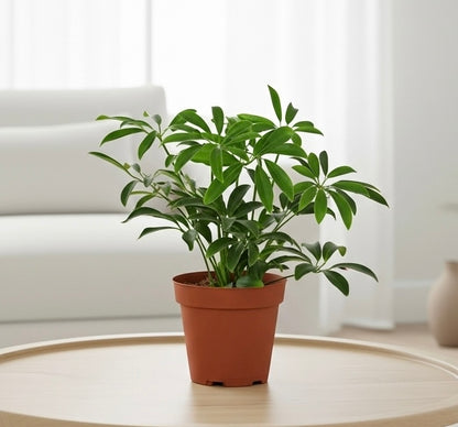 Schefflera Arboricola 'Umbrella'