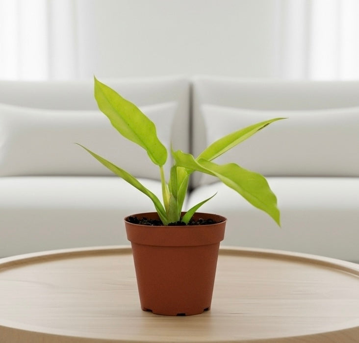 Philodendron 'Ring of Fire Gold'