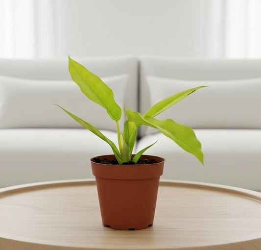 Philodendron 'Ring of Fire Gold'