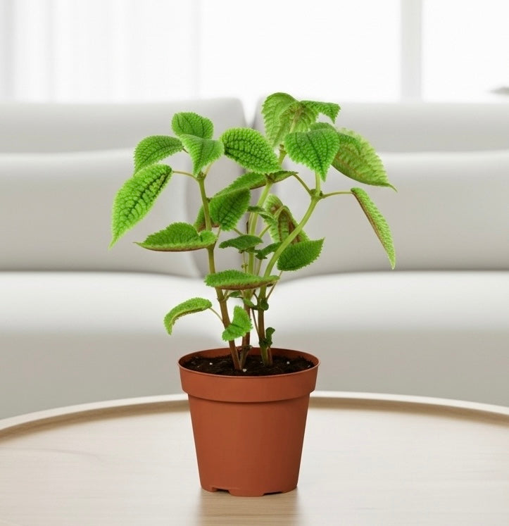 Pilea 'Moon Valley' - 4" Pot