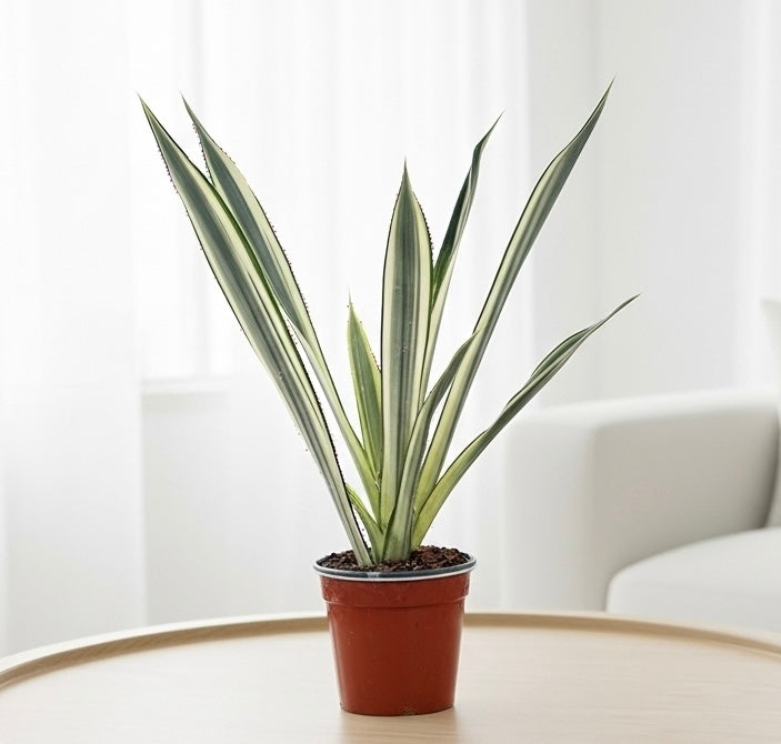 Snake 'Bantel's Sensation'